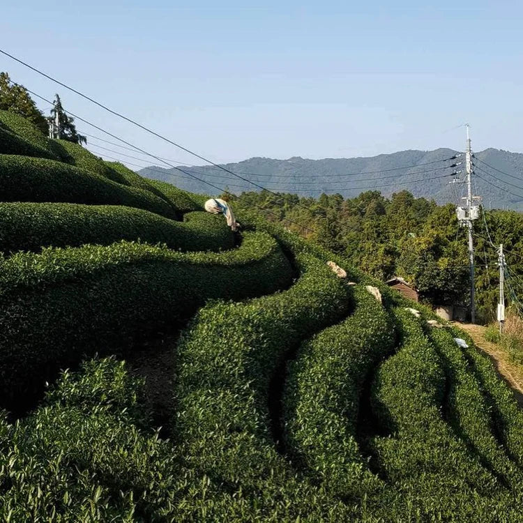 Obubu Tea Farms Wazuka Hills