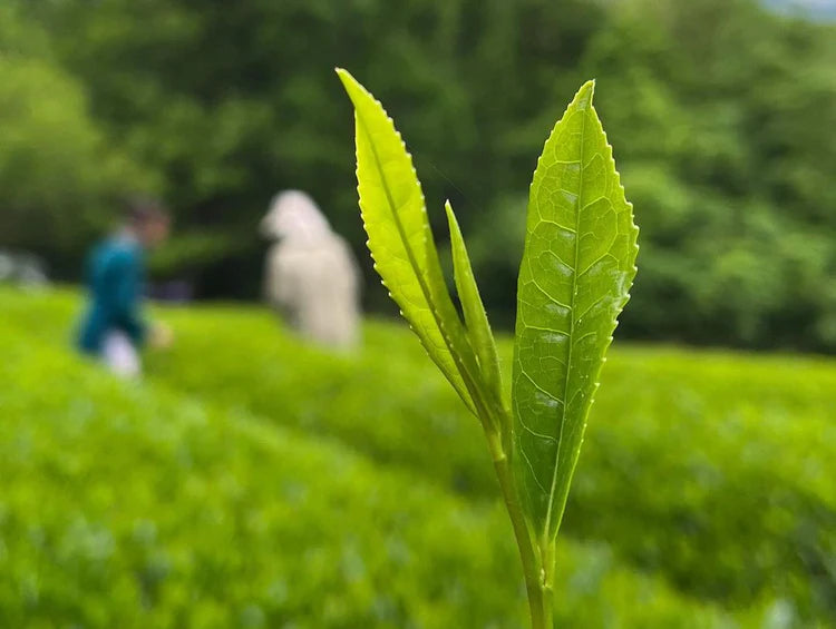 Obubu Tea Farms Tea Leaf Closeup